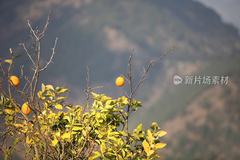 柠檬工厂