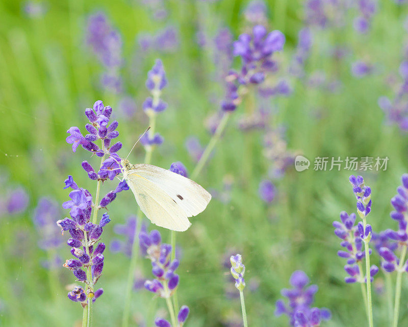淡紫色上的白蝴蝶
