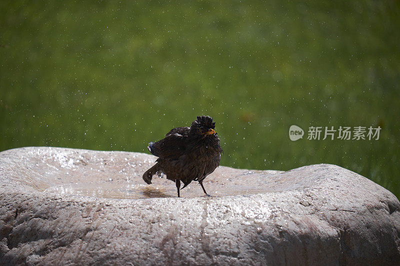 黑鸟在水盆