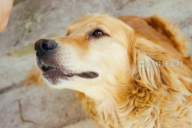 金毛寻回犬的肖像