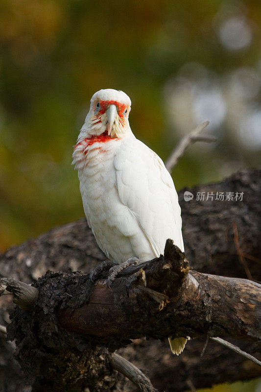 治愈Corella