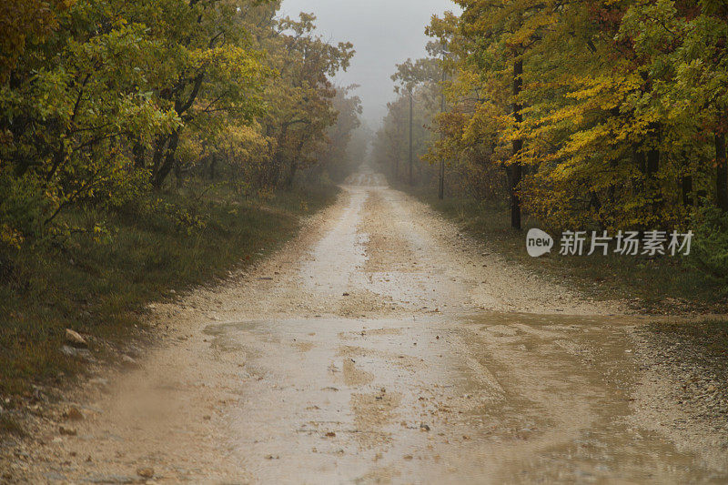 诡异的秋路在雾中