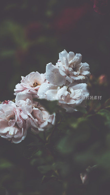 雨后的夏日，花园欣欣向荣