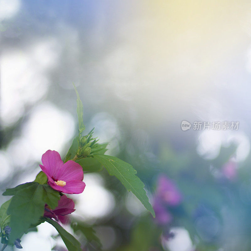 粉色的芙蓉背景