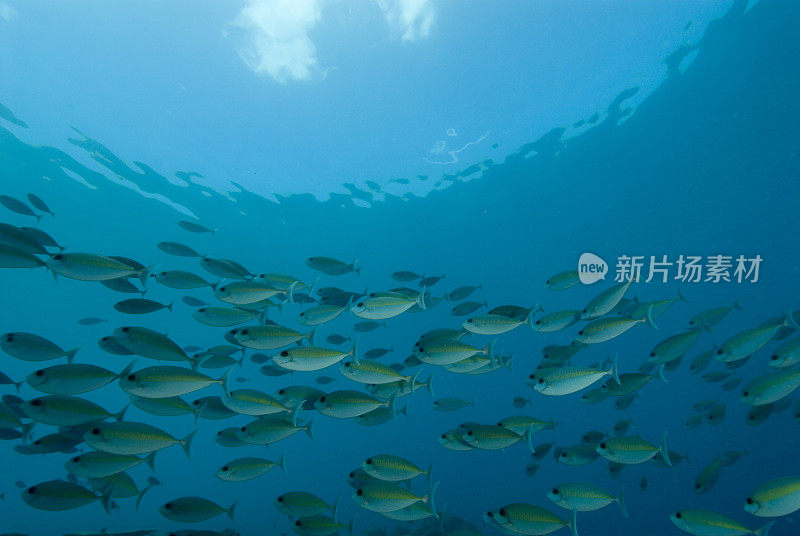 风平浪静的大海里的大眼鲷鱼