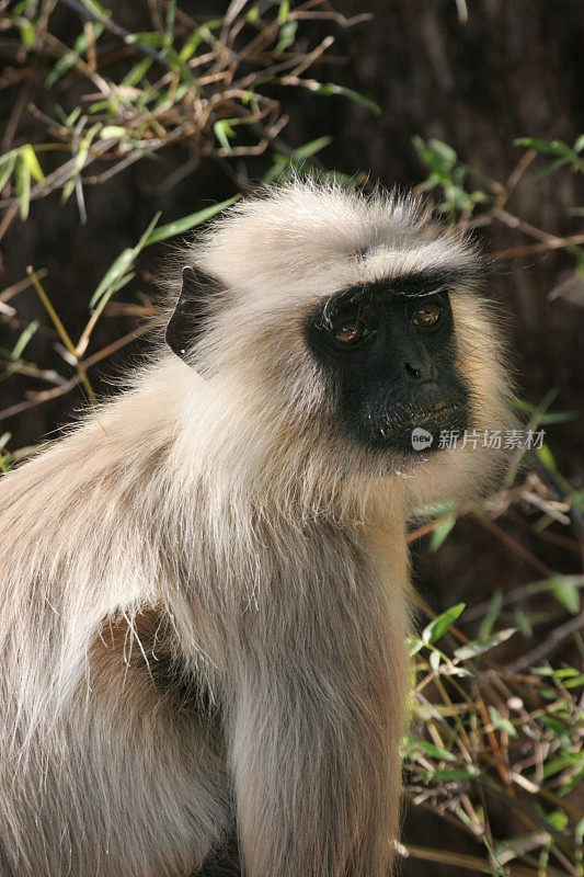印度班德哈瓦格国家公园的灰叶猴肖像