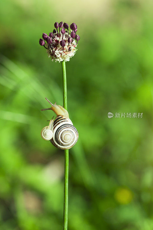 蜗牛爬行的家庭