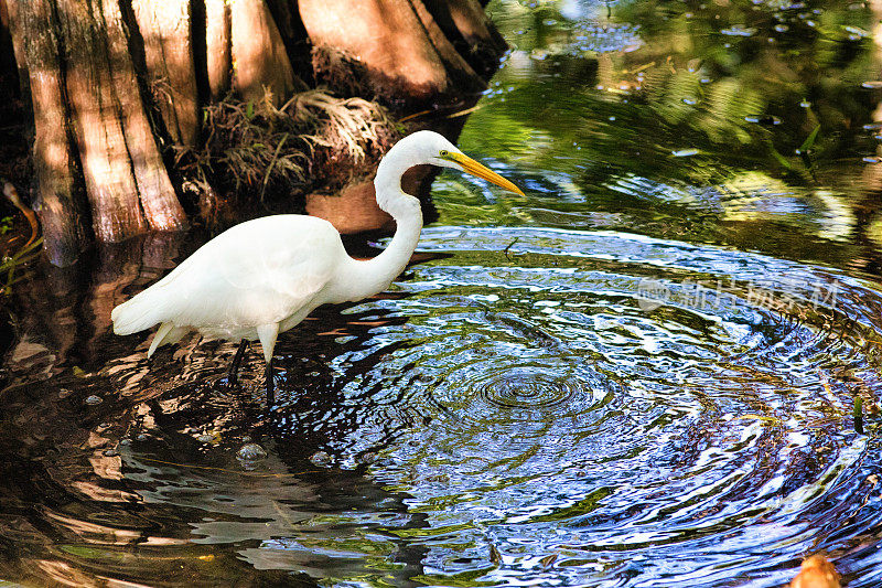 在大柏树沼泽河中狩猎的白鹭、白鹭和大波纹鸟