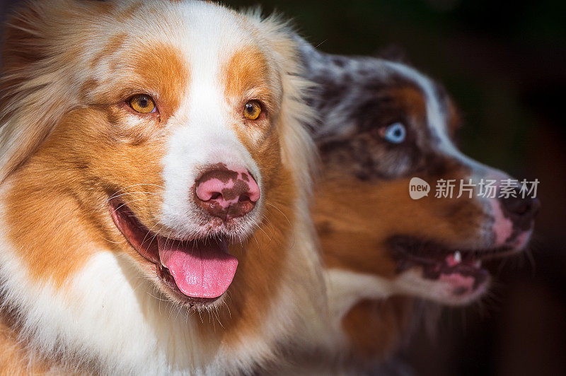 狗的肖像-澳大利亚牧羊犬