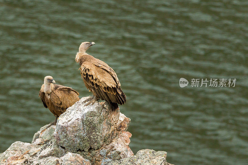 西班牙东部蒙弗拉格自然保护区，两只兀鹫坐在一块岩石上