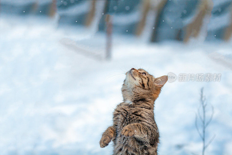 猫在雪地里用后腿站立
