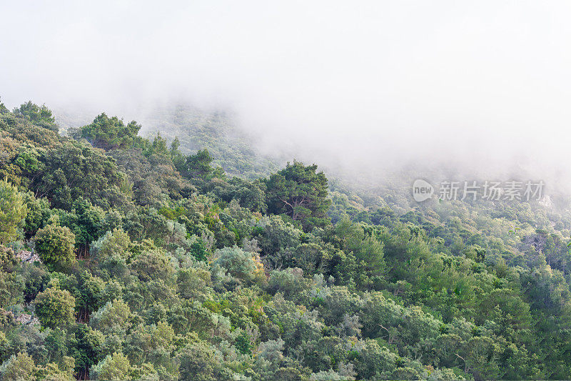 雾中森林丛生的山腰