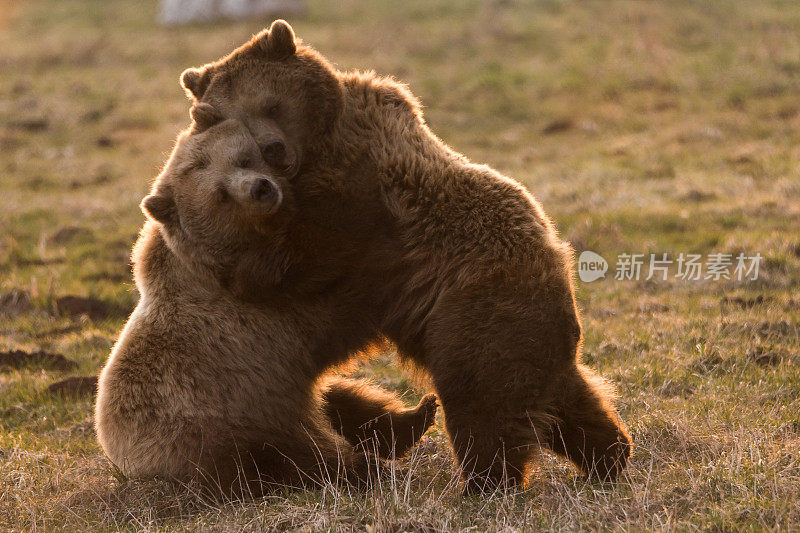 两只可爱的熊依偎在一起