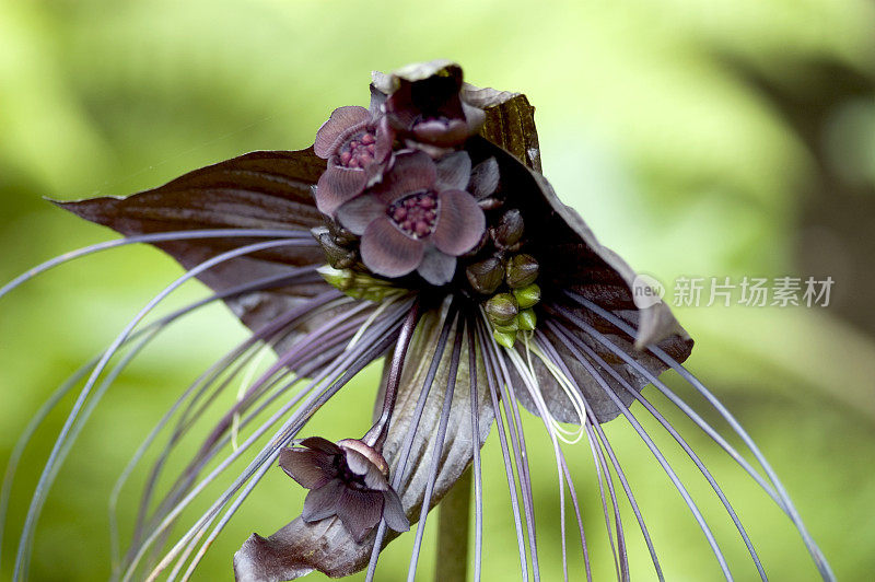 黑花，蝙蝠草，猫须