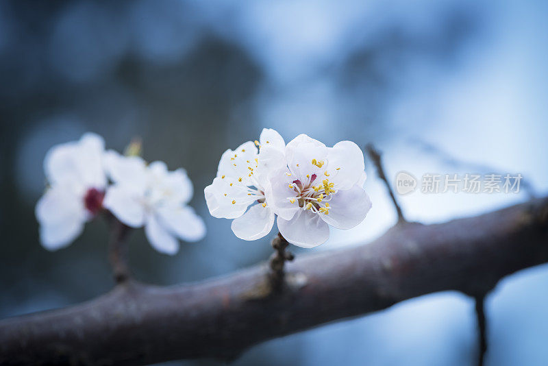 樱花樱花