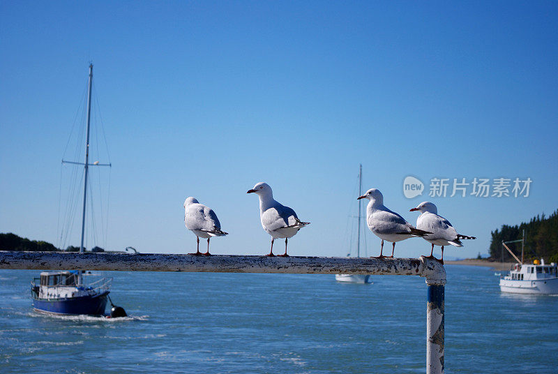 海鸥，马普亚码头，纳尔逊，新西兰