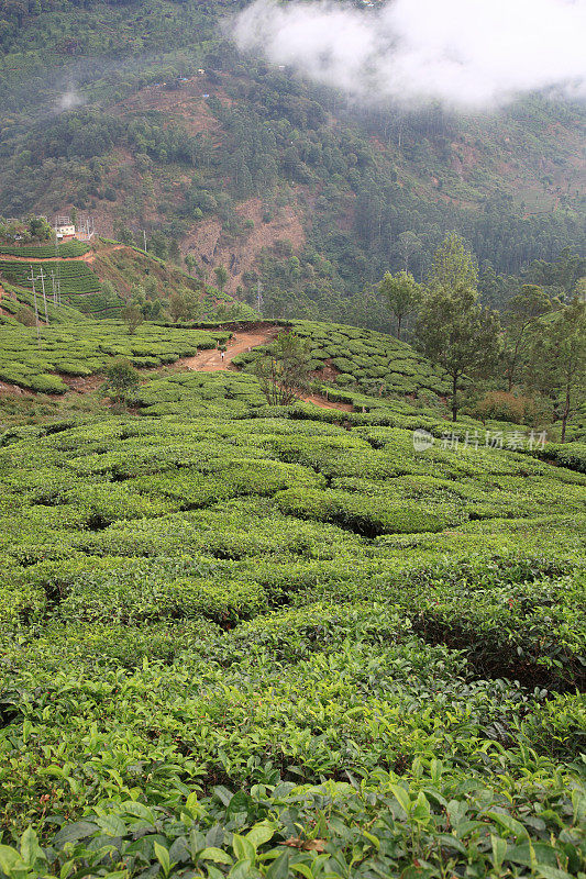 印度喀拉拉邦穆纳尔的茶园