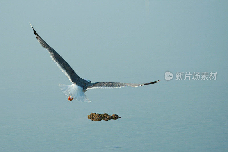 海鸥飞走了