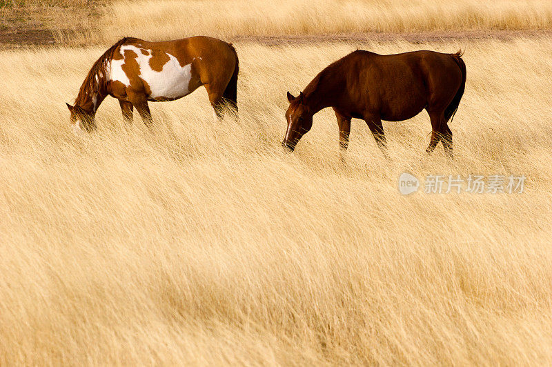 干草地里的两匹马