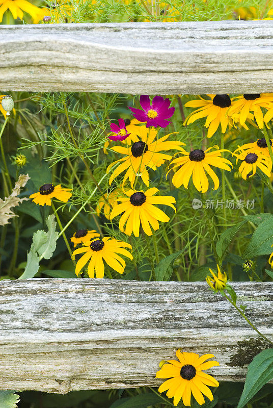 黑眼苏珊(Rudbeckia)和宇宙花在乡村花园