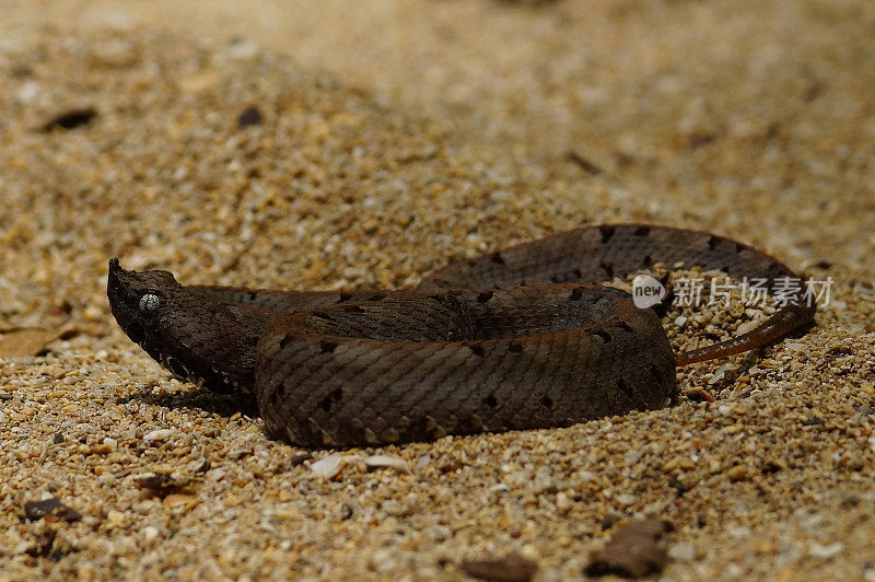 细长的鼻子像猪鼻的pitviper