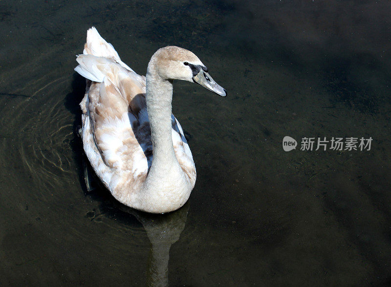 变成成年天鹅的小天鹅，羽毛为棕色和白色