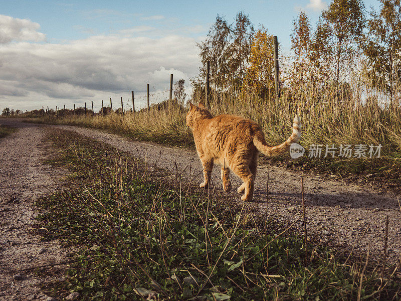 可爱的猫在乡村道路在秋天散步