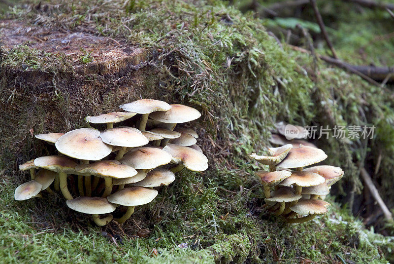 森林地面上的蘑菇