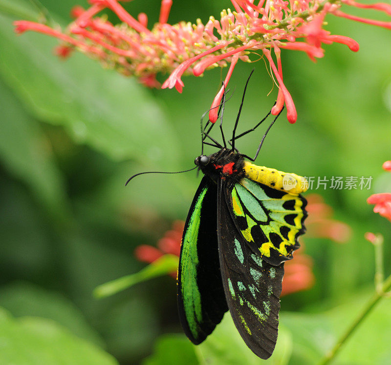 新几内亚Birdwing