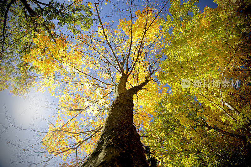 秋天的树从下面看太阳耀斑
