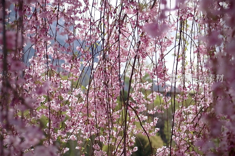 背光挂花朵