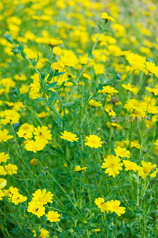 夏季鲜花草甸