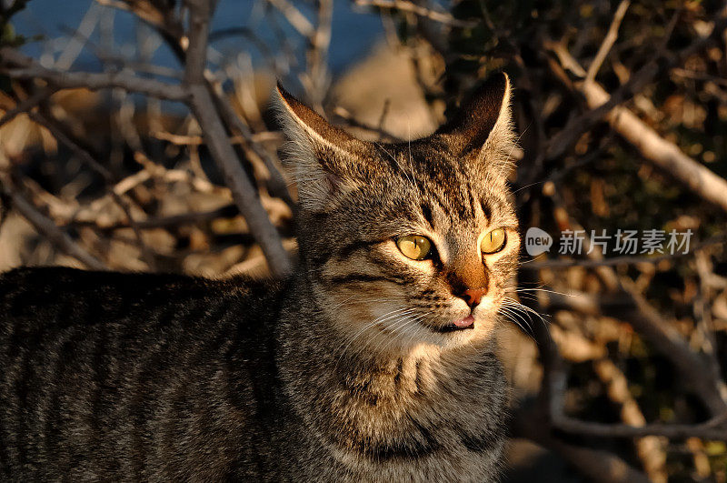 希腊国内的猫