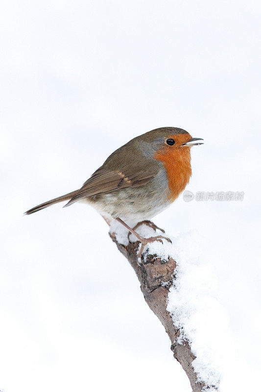 罗宾(红心rubecula)