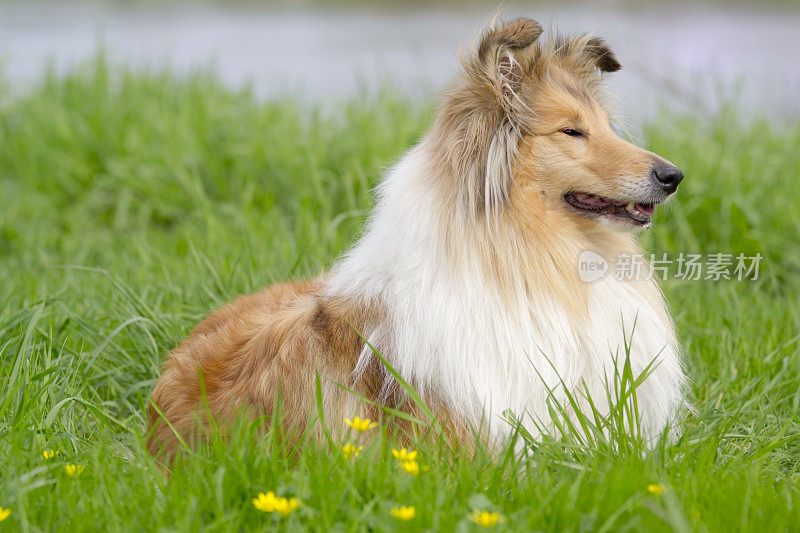 牧羊犬