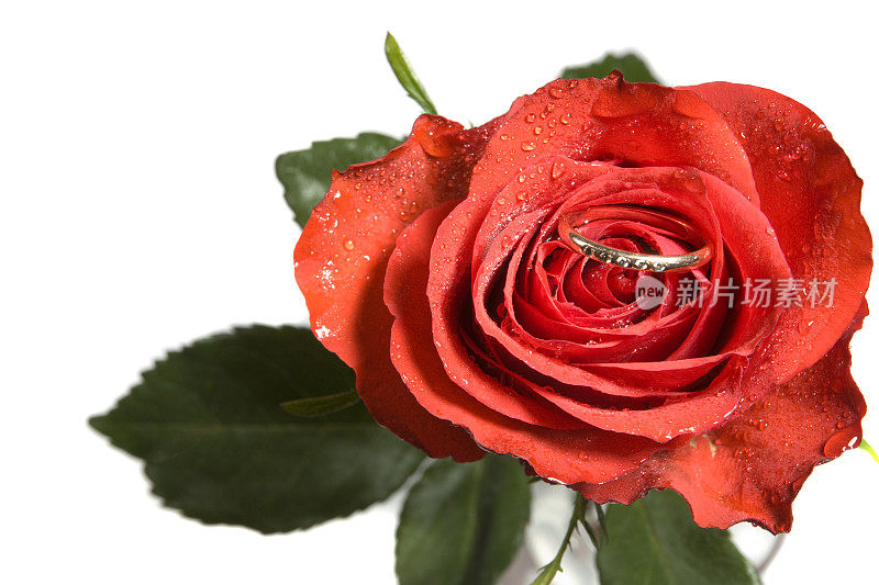 红玫瑰和结婚戒指。XXXL