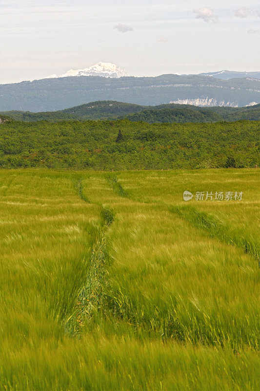 大麦田，背景是勃朗峰