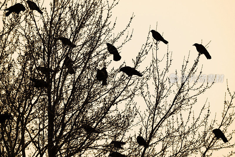 日落时栖息的乌鸦