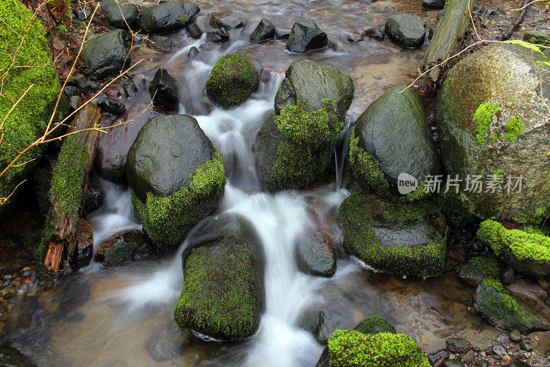 苔藓和河