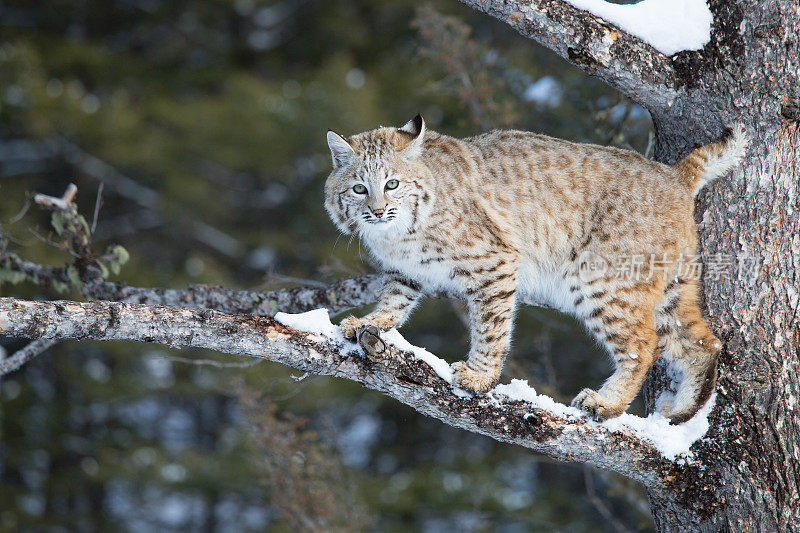 山猫