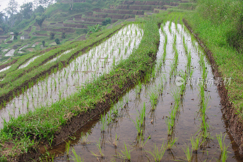 梯田Ricefield