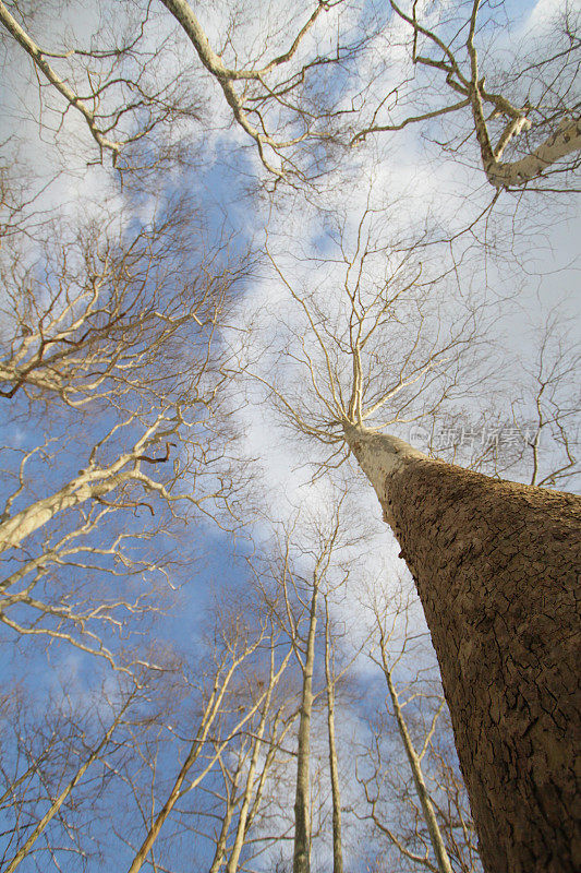 周围环绕着橡树，酸橙树，低角度拍摄在冬天