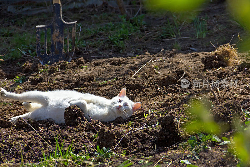 白色的猫