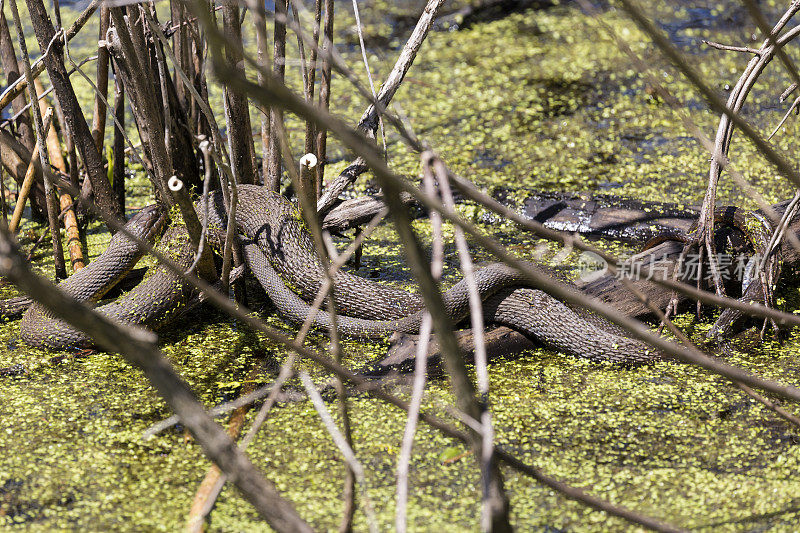 交配雄性和雌性北方水蛇