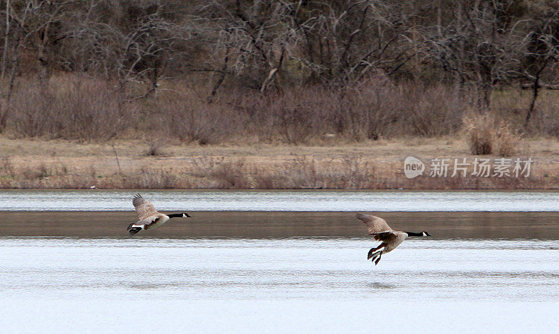 加拿大鹅降落在一个湖上