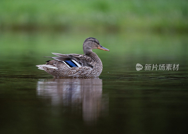 公野鸭游泳