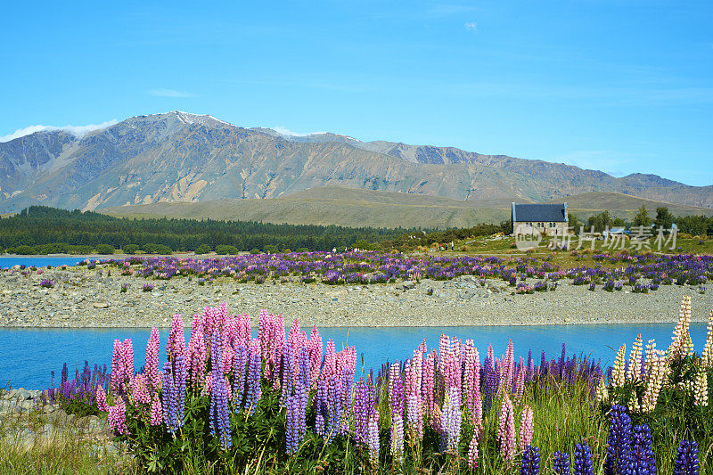 特卡波湖的Lupins