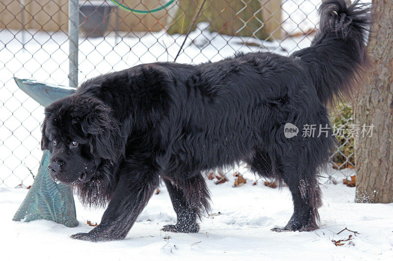 加拿大:雪中的纽芬兰狗