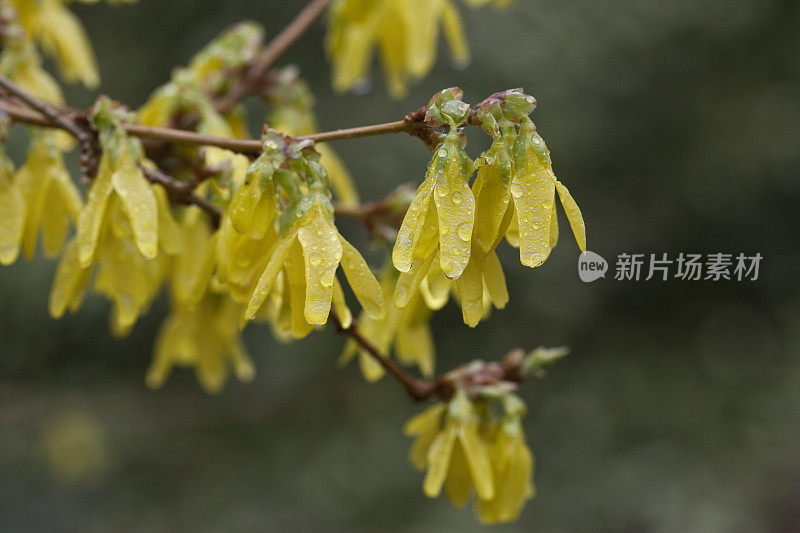 连翘与雨滴