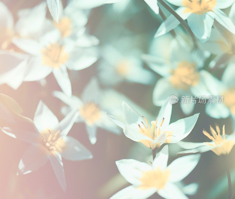 美丽的春天的花朵